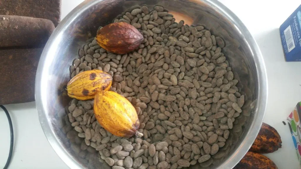 cocoa pods chocolate factory