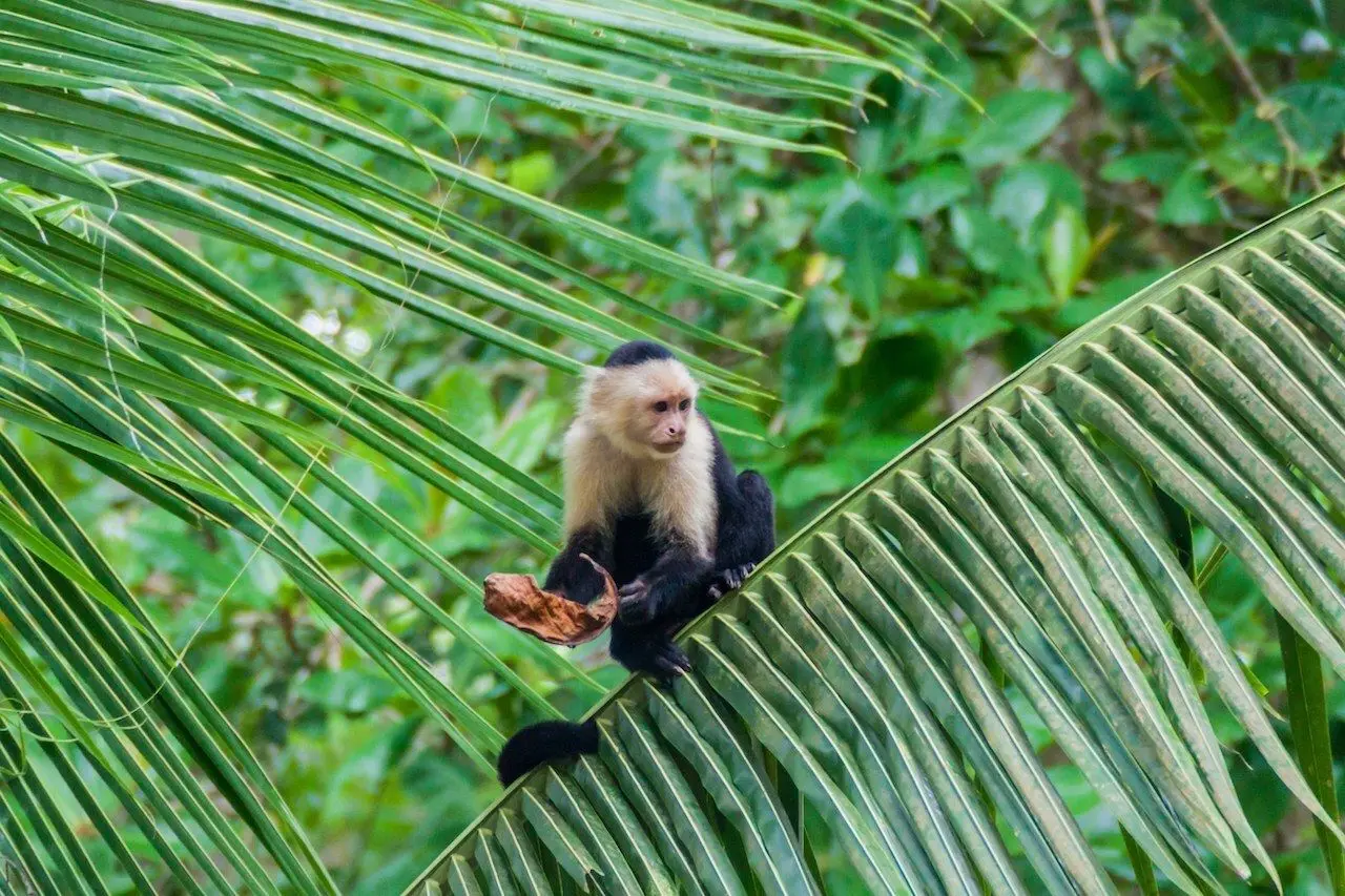 Capuchin monkey