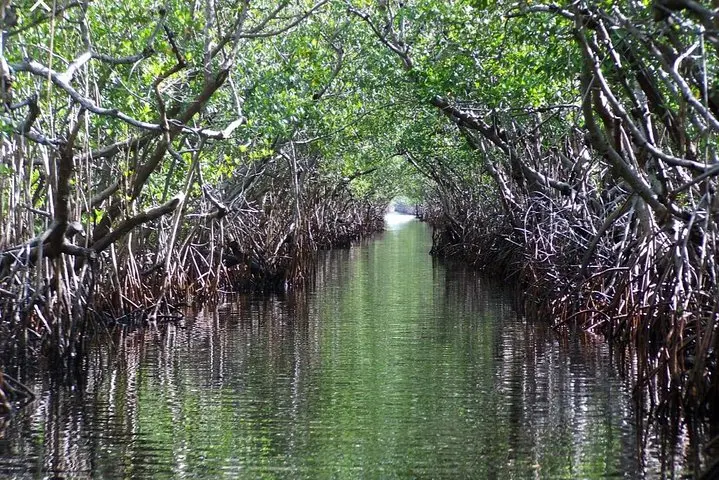 Mangrove T_result