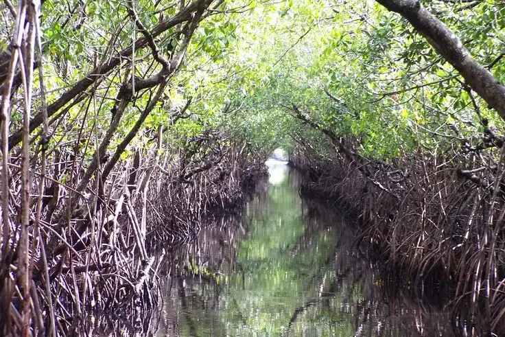 Mangrove Tunnel_result