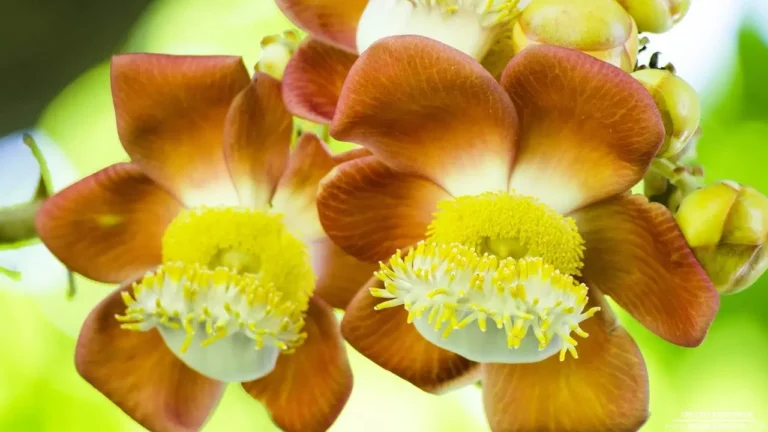 gumbalimba park flowers_result