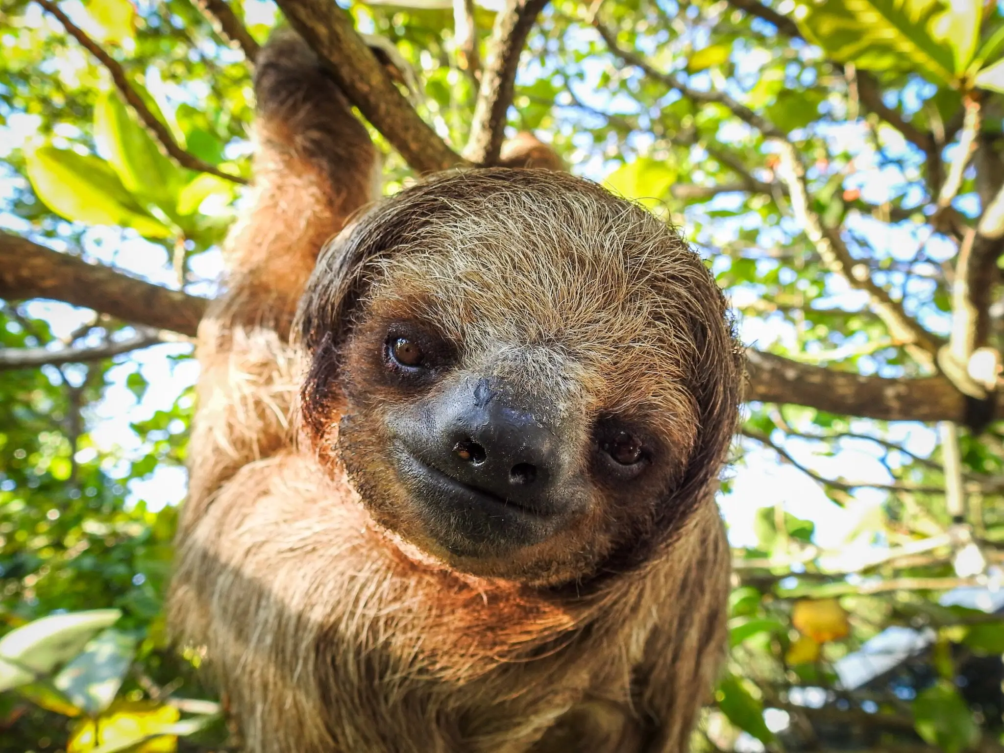 Gumbalimba park sloth result