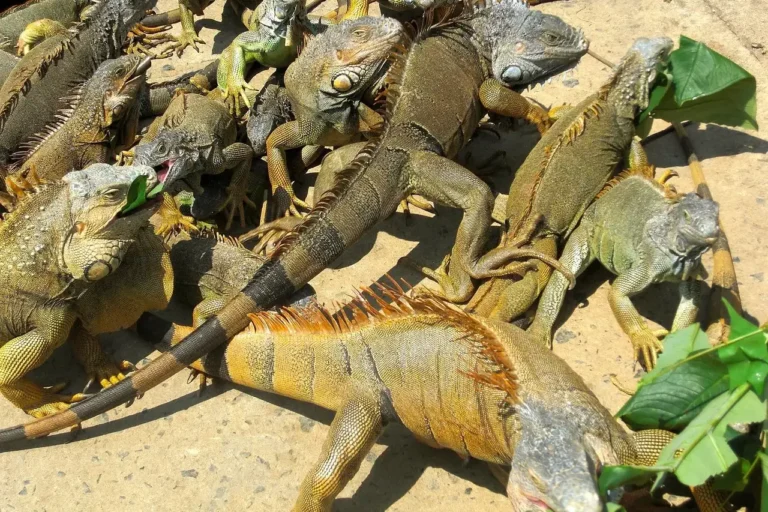 iguanas-138923_1280_result