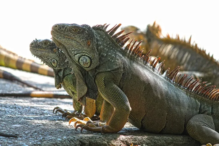 iguanas (1)_result