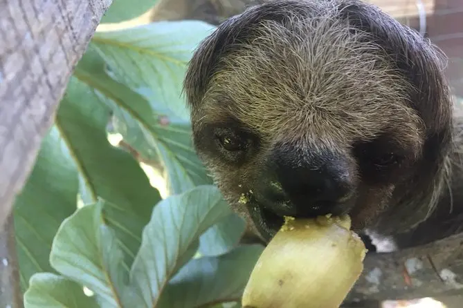 sloth eating_result