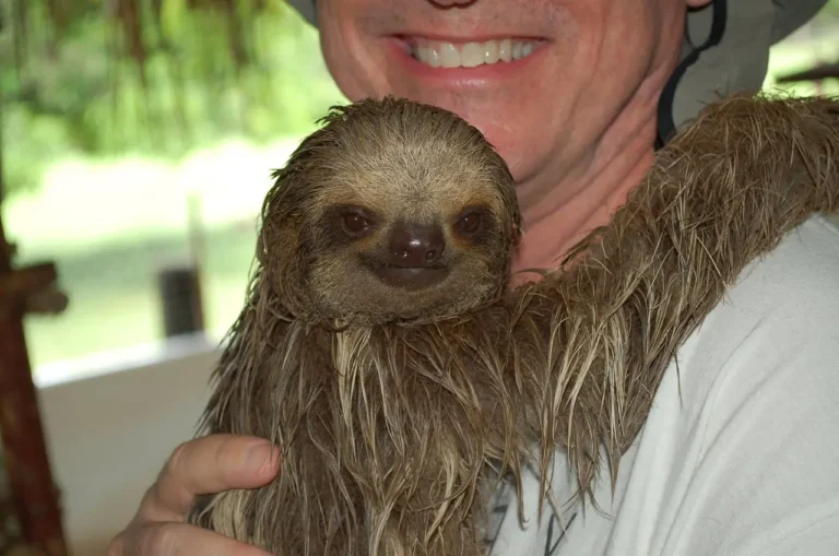 the-sloths-are-very-cute_result