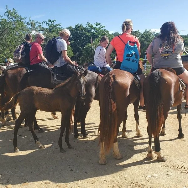 Horse back (1) result