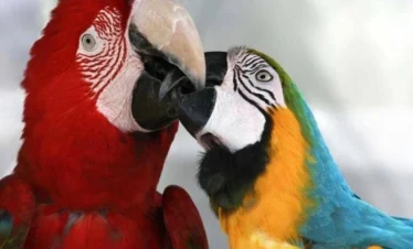 Macaw (1) result