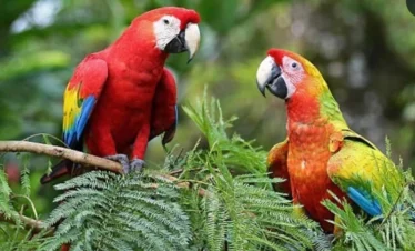 Macaw (3) result