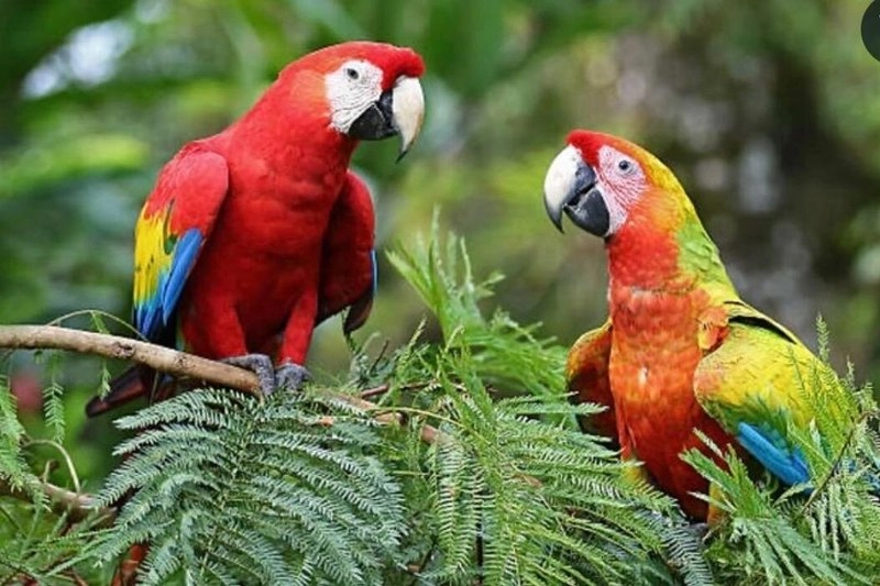 Macaw (3) result