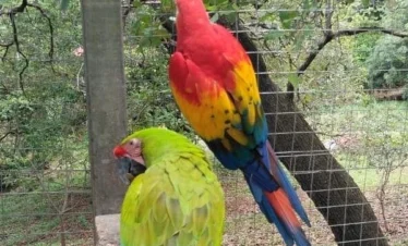 Macaw (4) result