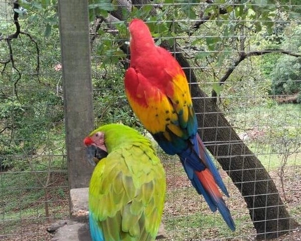 Macaw (4) result