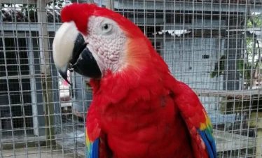 Macaw (7) result