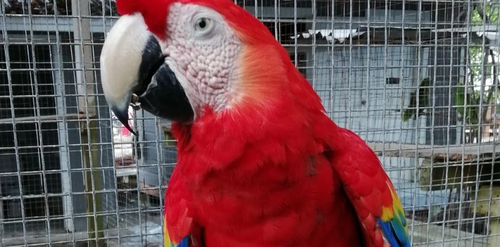 Macaw (7) result