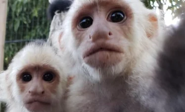 Monkey (2) result