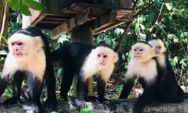 Monkey (3) result