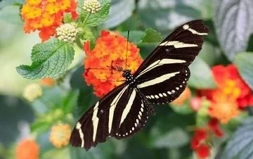 botanical garden butterfly