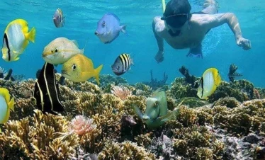 snorkeling