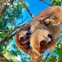 Sloth (28)