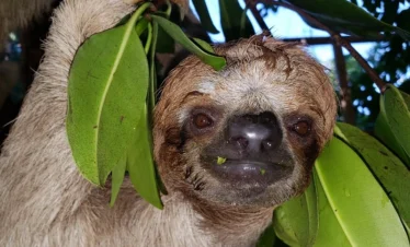 Sloth (40)
