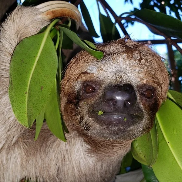 Sloth (40)