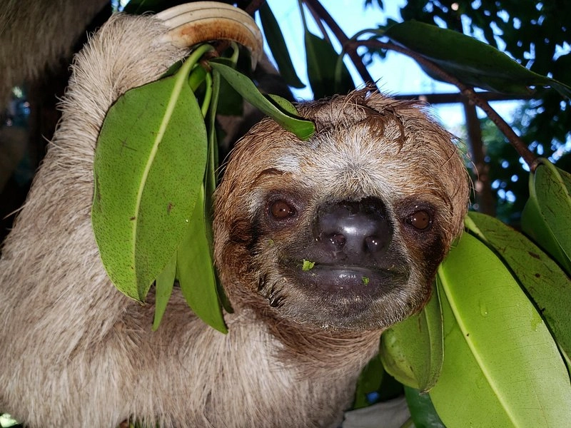 Sloth (40)