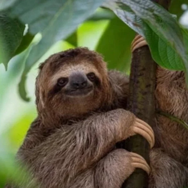 Sloth (41)