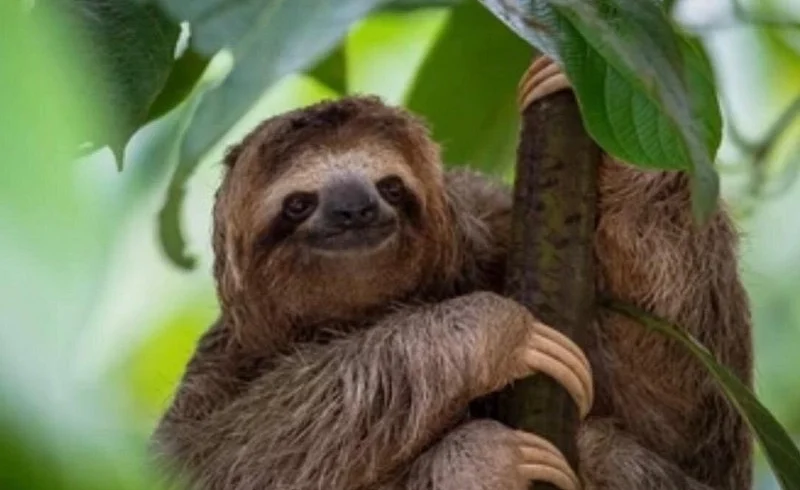 Sloth (41)