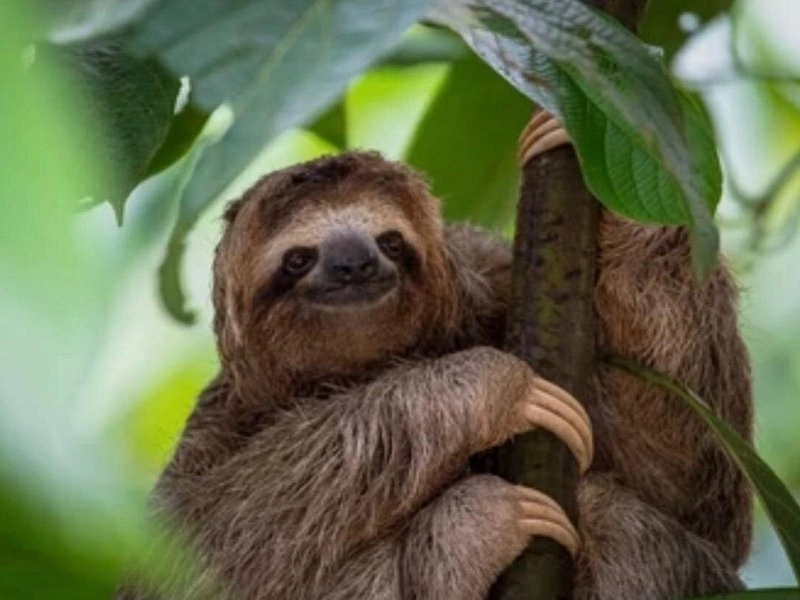 Sloth (41)