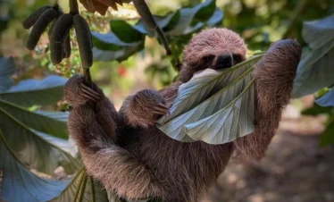 Sloth (42)