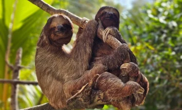 Sloth (43)