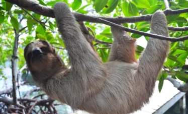 Sloth (44)
