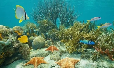 Snorkeling (16)