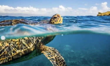snorkeling turtle