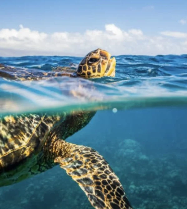 snorkeling turtle