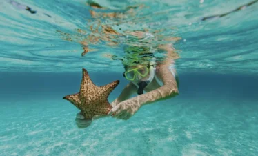 snorkeling seastar