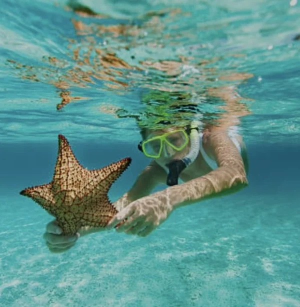 snorkeling seastar
