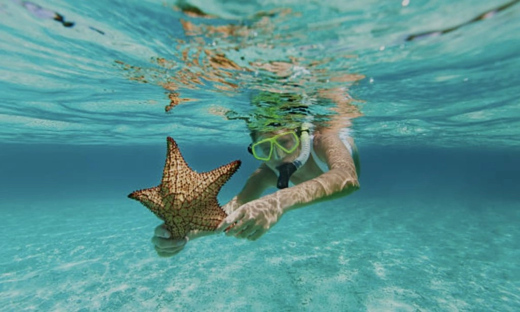 snorkeling seastar